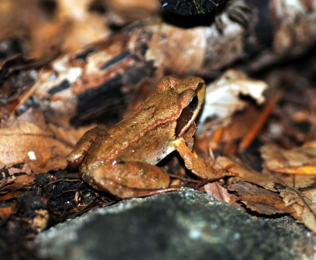 Rana da identificare